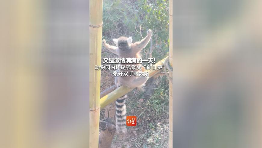 二四六天天免费资料有玄玄机,精准解释落实的人生哲理_社交版V7.33